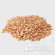 Пшеница кормовая уц-П, 10 кг