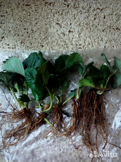 Усы Виктории