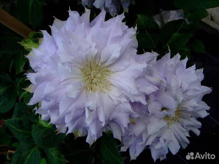 Клематис Халцедон