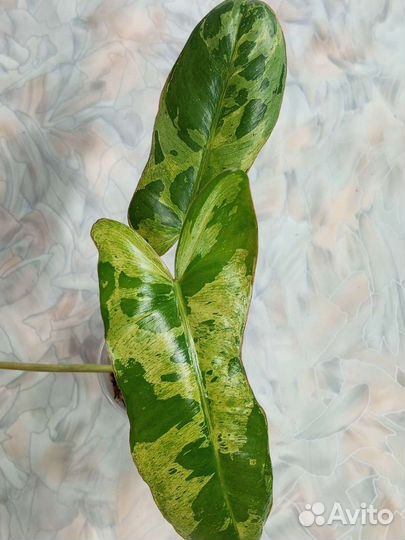 Филодендрон параисо верде