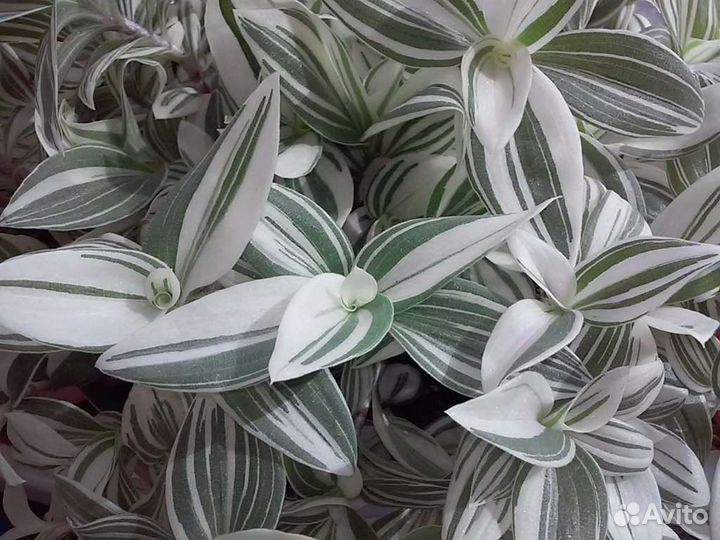 Традесканция