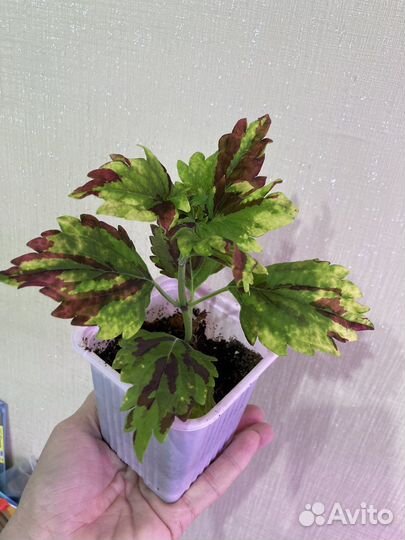 Колеусы вегетативные