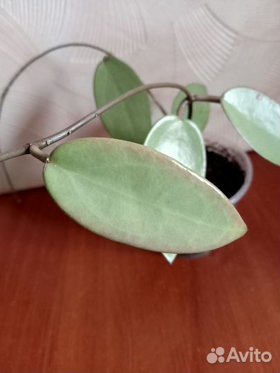 Хойя Silver Dollar