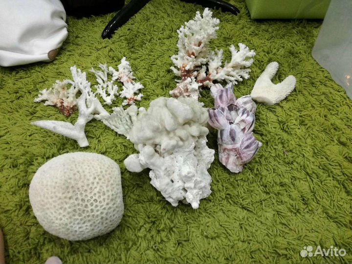 Морские кораллы