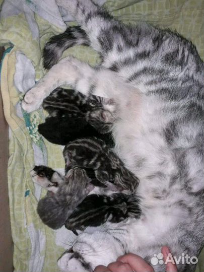 Ищем кошечку для вязки