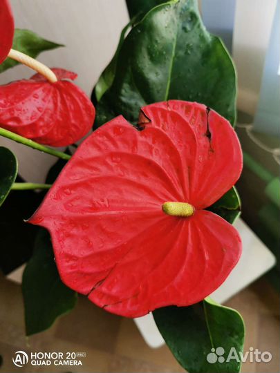 Антуриум Миннесота серия большие американцы