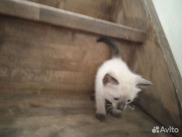 Кошка в дар бесплатно