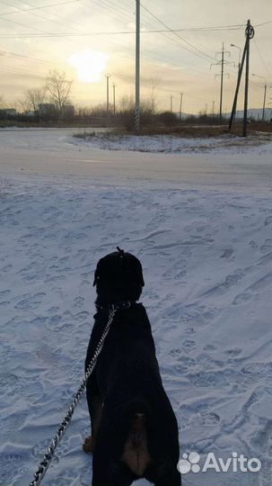 Собака вязка