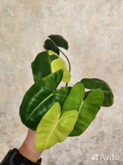 Филодендроны