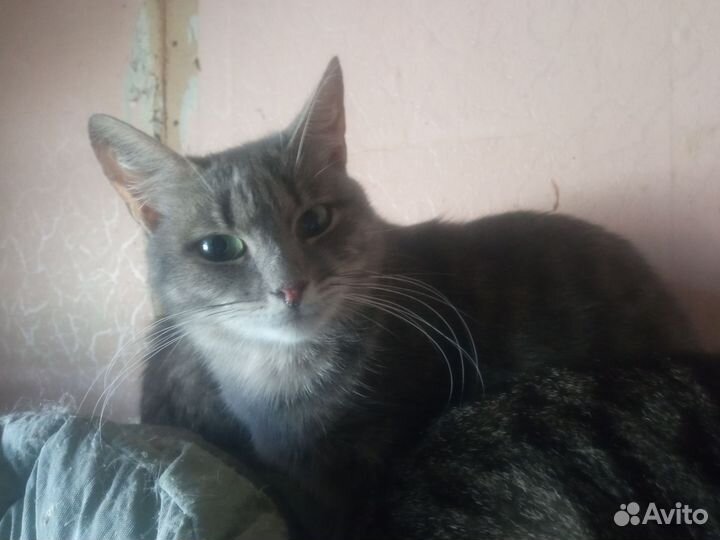 Кошка добрые руки