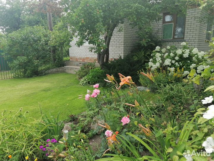 Растения для дачи