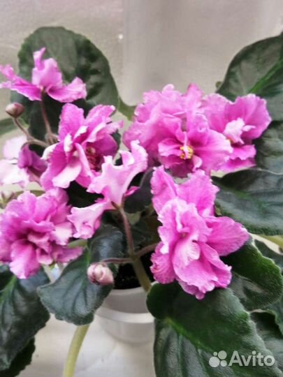 Фиалка, симполия