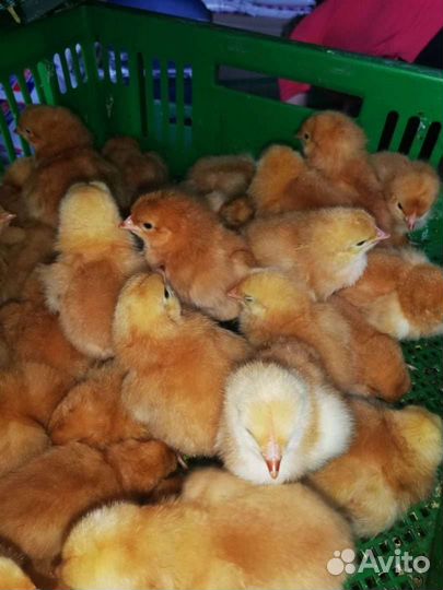 Суточный бройлер