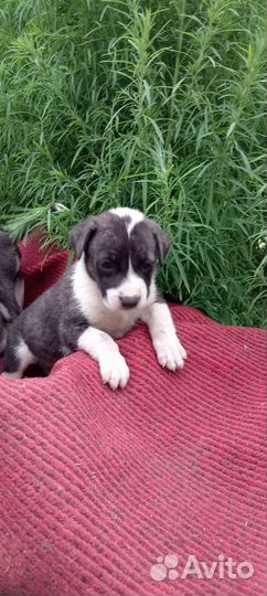 Щенки питбуля