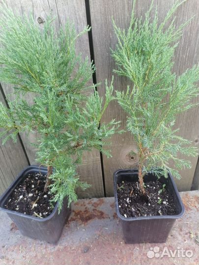 Можжевельник