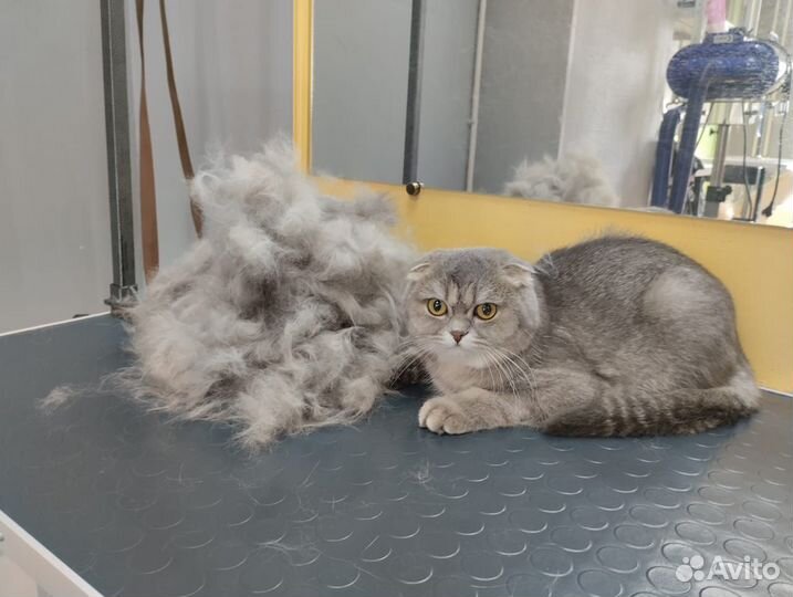 Груминг собак, кошек, кроликов