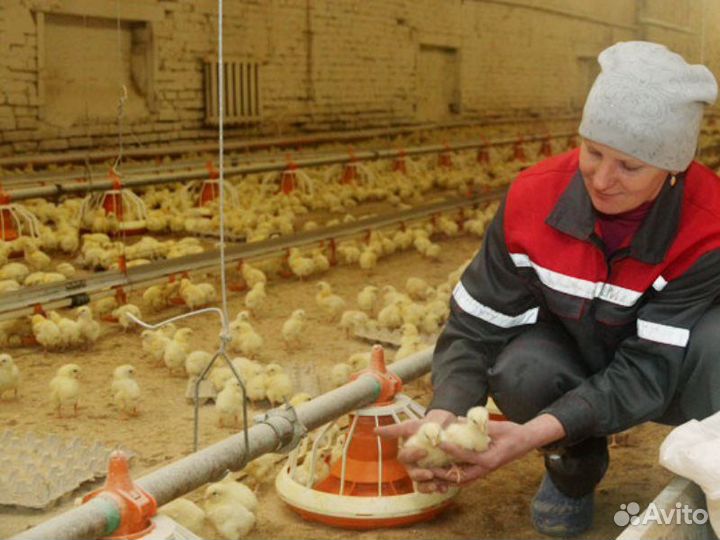 Оператор на птицефабрику