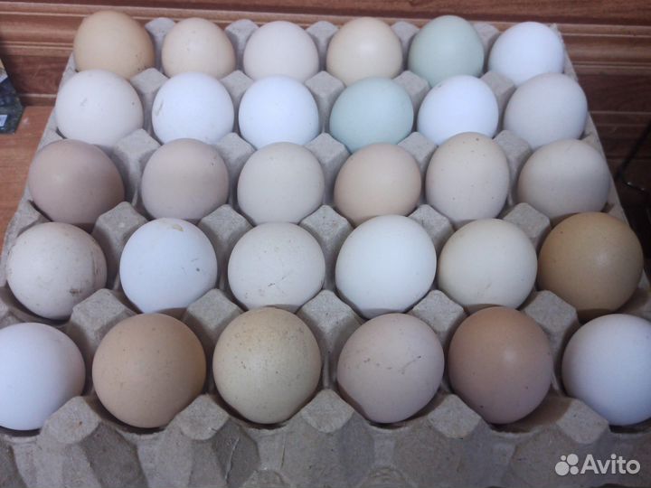 Домашнее яйцо