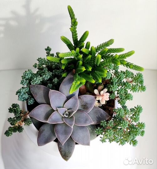 Суккуленты, садик, седум, эхеверия