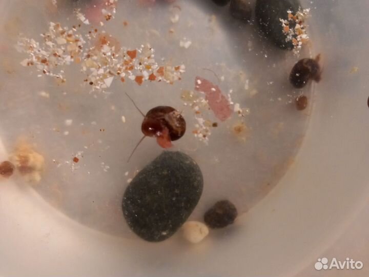 Улитки аквариумные