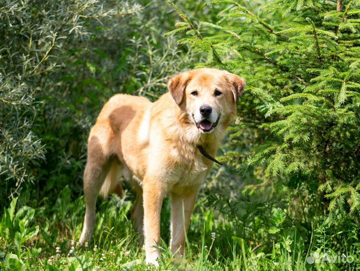 Барс собака мальчик в добрые руки