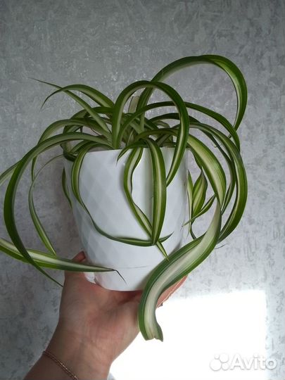 Xлopoфитум кудpявый