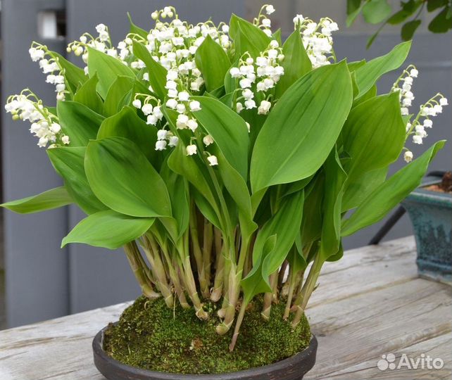 Пионы саженцы(корни), ландыши саженцы