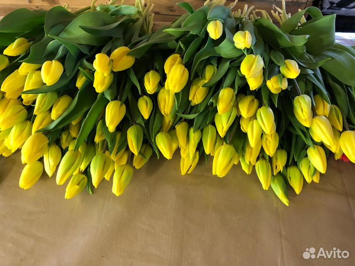 Тюльпаны к 8 марта опт розница брянск