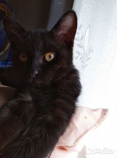 Кошачьи малыши