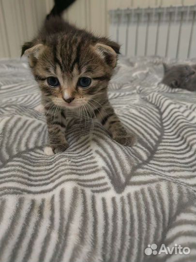 Кошка в дар бесплатно