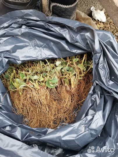 Рассада клубники фриго