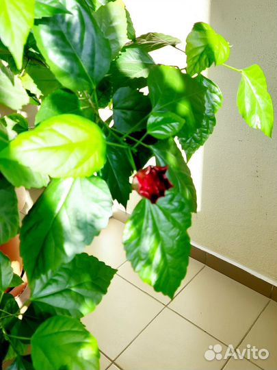 Гибискус китайская роза