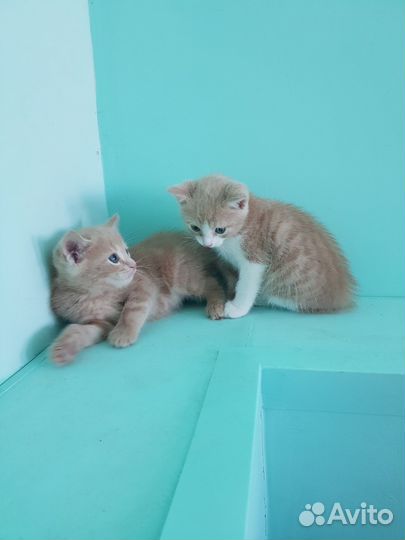 Котята в добрые руки, мальчики