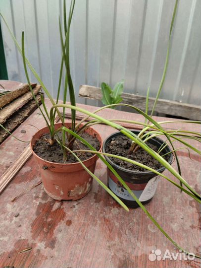 Зафирантес (выскочка) луковицы