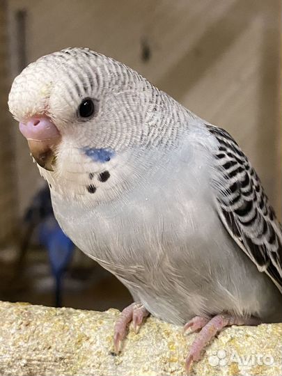 Птенцы волнистый попугай