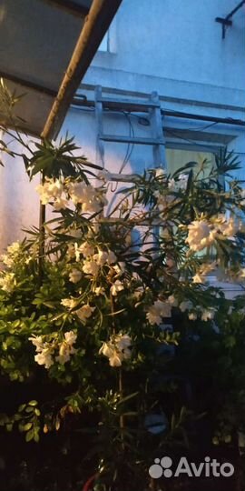 Белый олеандр