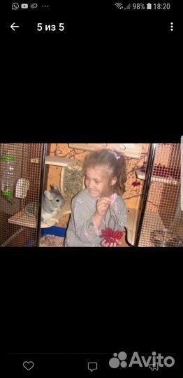 Витрина для шиншилл (клетка)