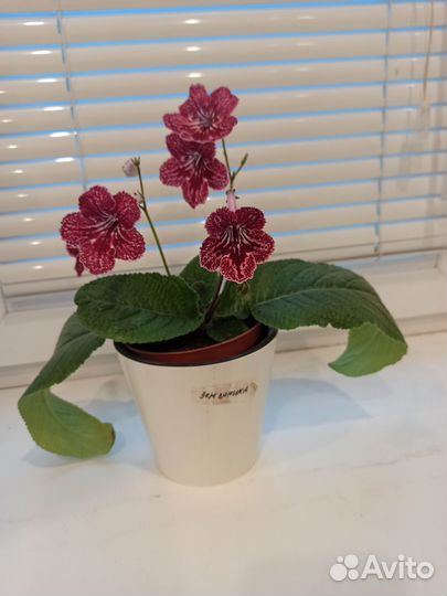 Стрептокарпусы, цветы