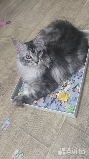 Котенок мейн кун