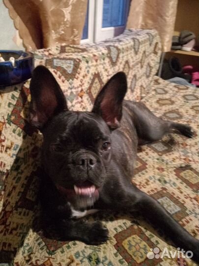 Французский бульдог