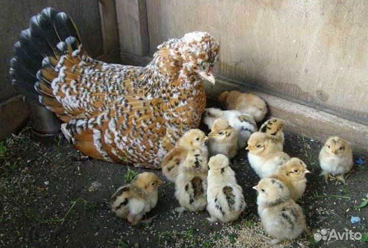 Куры, цыплята породная