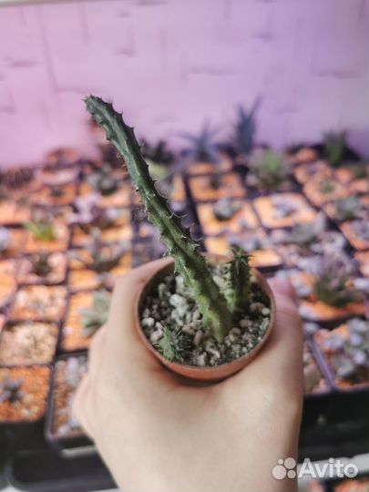 Коллекционные суккуленты