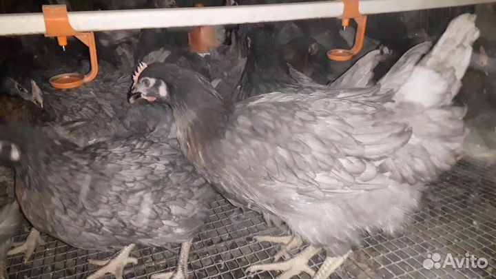 Куры Несушки