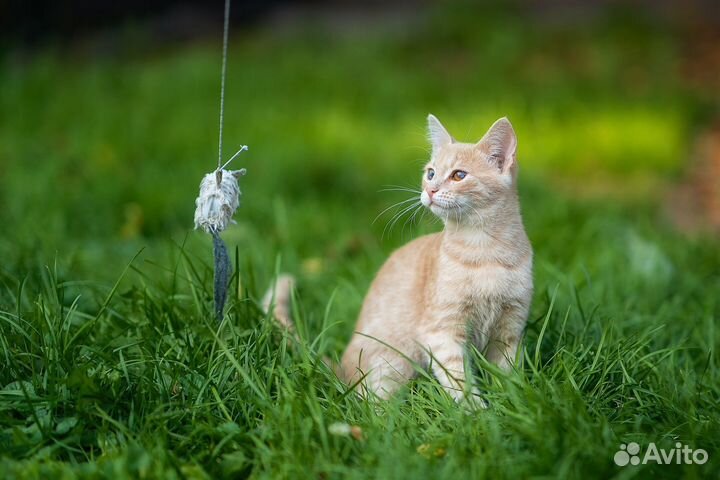 Котята Бусик и Персея в добрые ручки