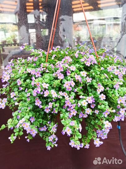 Вегетативные цветы