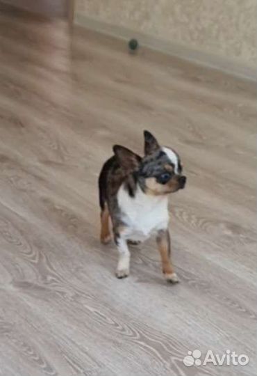 Мерле чихуахуа