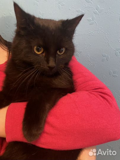 Кот Бегемот