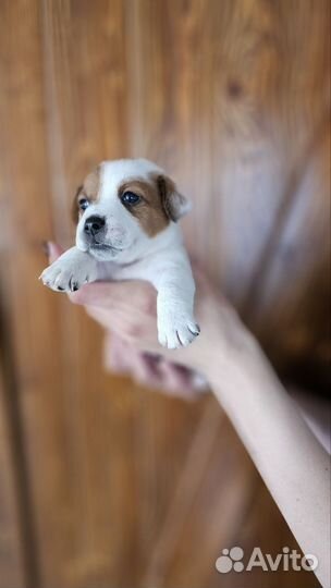 Щенки джек Рассел терьер