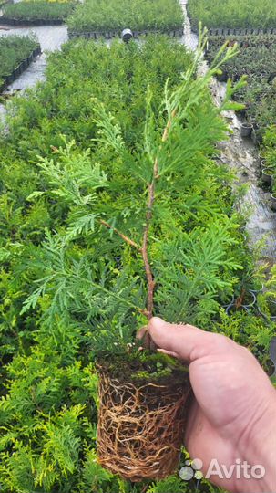 Туя западная Смарагд,Брабант Р9 Можжевельники