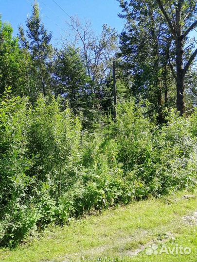 Спил деревьев